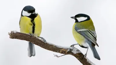 Какие синицы посещают кормушки Воронежского края