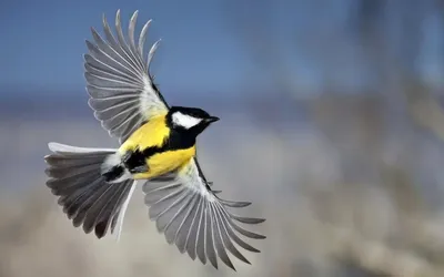 Синицы - Birds Breed