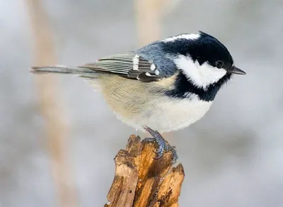 Большая синица (Parus major) - Приокско-Террасный государственный природный  биосферный заповедник