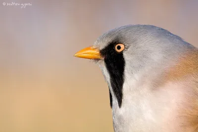 Клуб Людей и Птиц. ФОРУМЫ ptic.ru / Большая синица (Parus major)