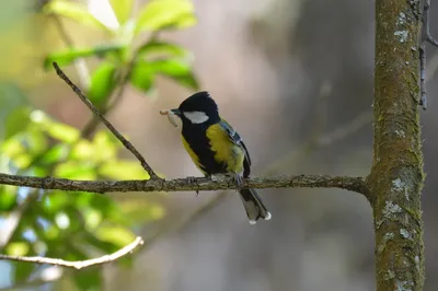 Синицы (Parus) - Picture Bird