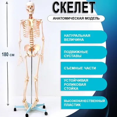 9 интересных фактов о человеческом скелете - АЗЕРТАДЖ