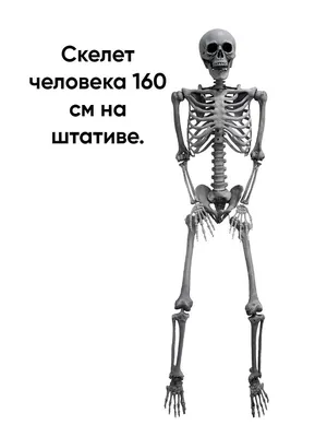 Настоящие модели скелета животных купить в Белой Церкви и Украине ⭐ БИОВЕТ  ⭐ Каталог: Модели животных