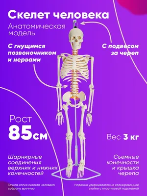 Скелет анатомический 180 см, на штативе, с плакатом Студия черепов Гудскулл  13995794 купить в интернет-магазине Wildberries