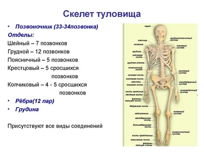 Скелет человека 85 см гнущийся позвоночник - купить с доставкой по выгодным  ценам в интернет-магазине OZON (184228751)