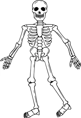 Модель скелета «Sam» класса «люкс», на 5-рожковой роликовой стойке – 3B  Smart Anatomy - ООО \"МЕДСИМ\"