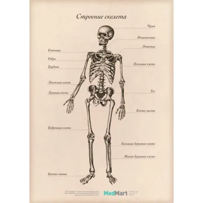Модель скелета человека в полный рост 170см.
