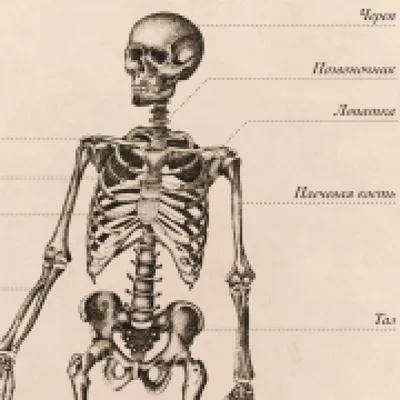 Купить 40 см активная модель человеческого скелета, медицинское обучение,  анатомия, модель скелета, украшение для Хэллоуина | Joom