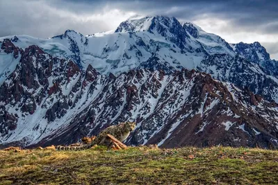 снежный барс смотрит в камеру, покажи мне фото снежного барса, леопард,  кошка фон картинки и Фото для бесплатной загрузки