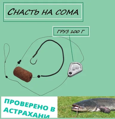 Сом: последние новости на сегодня, самые свежие сведения | 63.ru - новости  Самары