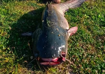 Сом Все виды рыбы способы и места ловли в водоемах Ленинградской области