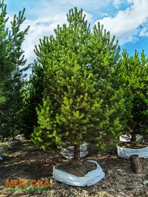 Саженцы, сосна обыкновенная (Pinus sylvestris), Стандарт, 180-220 см.  купить с доставкой по России, в Москву и СПб