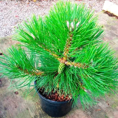 Сосна жёлтая (Pinus ponderosa)100-120см, С15 | Питомник растений Сосны