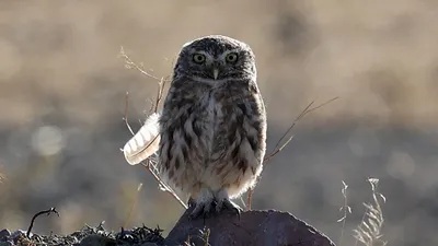 Фотография совы Птицы long-eared owl Взгляд животное Черный фон