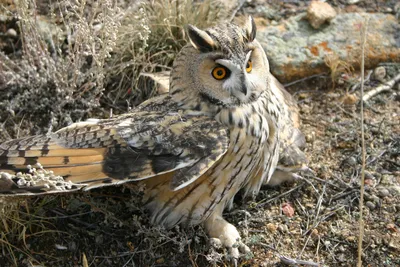 Совы (основные отличия): филин, ушастая и болотная сова | Siberian Birds  Guide | Дзен