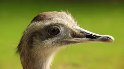 Портрет Страуса — стоковые фотографии и другие картинки North African  Ostrich - North African Ostrich, Амневиль, Без людей - iStock