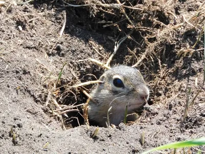 В Беларуси взяли под охрану последние известные колонии рябого суслика |  Новости Беларуси | euroradio.fm