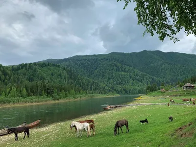 Река в тайге на севере России. Природа тайги в горной местности Стоковое  Изображение - изображение насчитывающей русско, река: 198517433