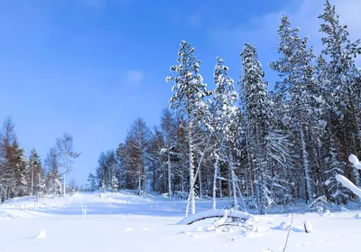 Стопка керамическая \"Хозяин тайги\" купить по выгодной цене 🌲  Интернет-магазин \"Тайга Сибири\" 🌲