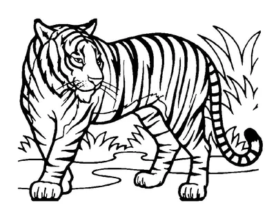 World Tiger Day PNG | Tiger illustration, Tiger art, Tiger