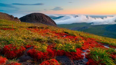 Как цветет тундра в Арктике (ФОТО) - Узнай Россию