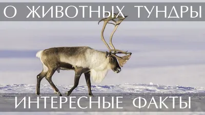 Люди тундры – GoArctic.ru – Портал о развитии Арктики