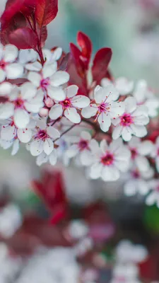 Spring Cherry Blossom Sakura Vertical Photography Picture Romance Phone  Wallpaper | PSD Free Download - Pikbest