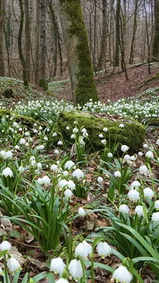 Wallpaper Spring Forests Flowers Snowdrops Moss Many 1080x1920