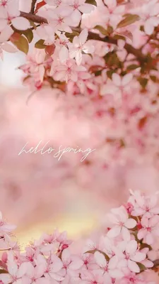 МОИ ЛЮБИМЫЕ ВЕСЕННЕЕ ОБОИ (на телефон и ноутбук) | Pretty phone wallpaper,  Spring wallpaper, Pink wallpaper iphone