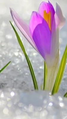 Photo Spring flower Crocuses Grass 640x960