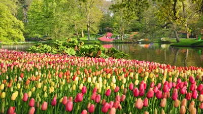 Обои для рабочего стола Нидерланды Keukenhof Весна Природа 2560x1440