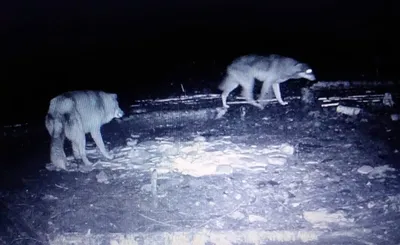 Стая из 12 волков появилась в Лепельском районе. Видео | Народные новости  Витебска