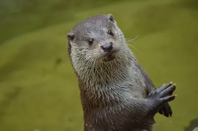 10 фактов о выдре, которых вы могли не знать | Wildlife animals | Дзен