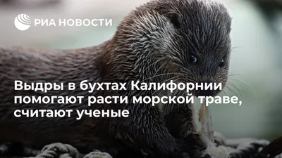 Как выдры к воде приспособились | Пикабу