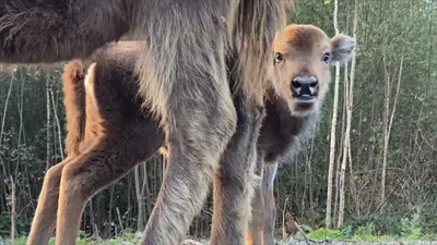 Два зубра-подростка едят из кормушки в лесу. Зубр (Bison bonasus) в  Приокско-Террасном заповеднике Stock-Foto | Adobe Stock