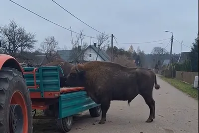 Окский заповедник. Из жизни зубров • ПроЗаповедник