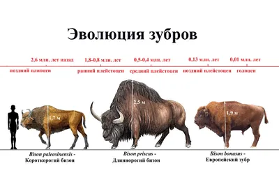 Зубра, прибившегося к стаду коров в Браславском районе, перевезли в  сафари-парк | Народные новости Витебска