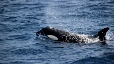 Косатки (лат. Orcinus orca) – Интересные животные