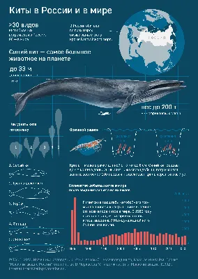 Всемирный день китов - Инфографика ТАСС