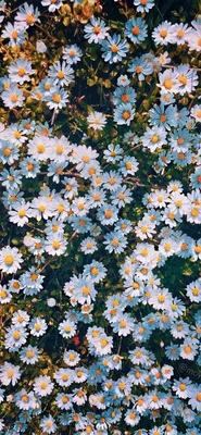 Обои на телефон | Vintage flowers wallpaper, Daisy wallpaper, Wallpaper  nature flowers