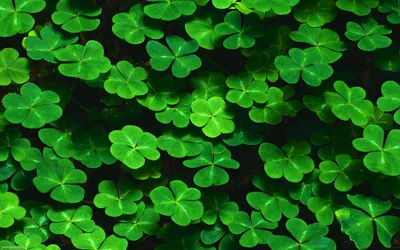 Nature Clover HD Wallpaper