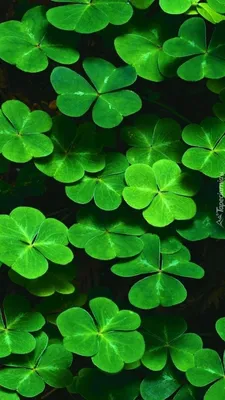 Nature Clover HD Wallpaper