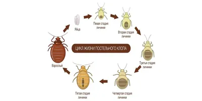 Как выглядят клопы домашние и почему их сложно распознать