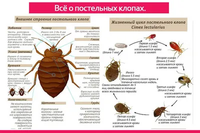 Через какое время клопы проявляют себя - размножаются, кусают людей, портят  мебель в Москве и Московской области?