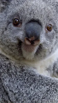 Koala 3 Wallpaper for iPhone 11, Pro Max, X, 8, 7, 6 - Free Download on  3Wallpapers