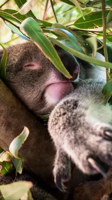 Мультяшная Наклейка на стену Koala для спальни, детские комнаты, домашние  украшения, шкаф, Настенные обои для туалета, креативные наклейки |  AliExpress