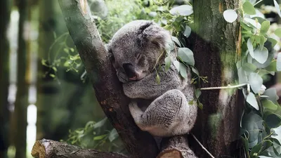 Скачать Bear Koala Live Wallpaper APK для Android