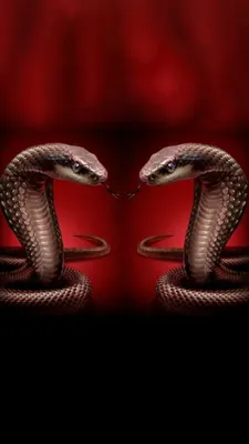 Snake wallpaper | Snake wallpaper, Wallpaper, King cobra snake