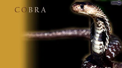 Pin by Json on Wildlife, Snakes | King cobra snake, Cute snake, Snake