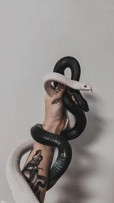 Обои на телефон | Snake wallpaper, Snake photos, Pretty snakes